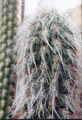 Old Man of the Andes